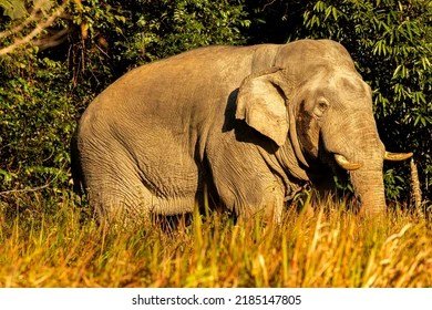 Dog Friendly Restaurants With Patio New Jersey For Your Pup